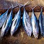 Perbedaan Antara Ikan Tongkol Dan Tuna