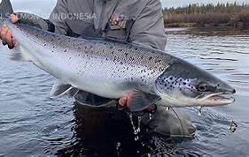 Salmon Indonesia Dari Mana